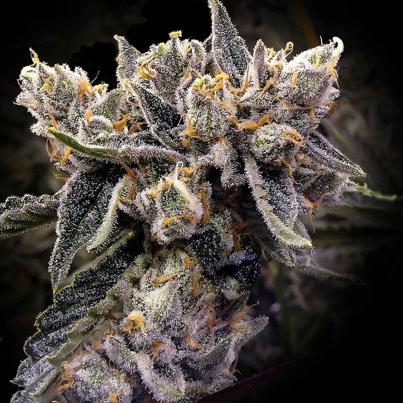 Bruised Bananas Feminized Cannabis Seeds