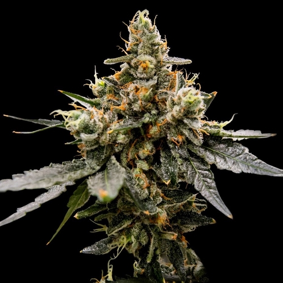 Gaz Money Feminized Cannabis Seeds