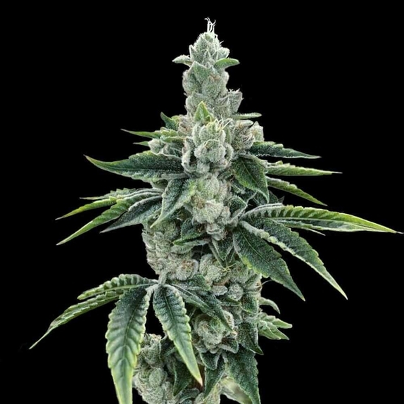 ReCon 2.0 Feminized Cannabis Seeds