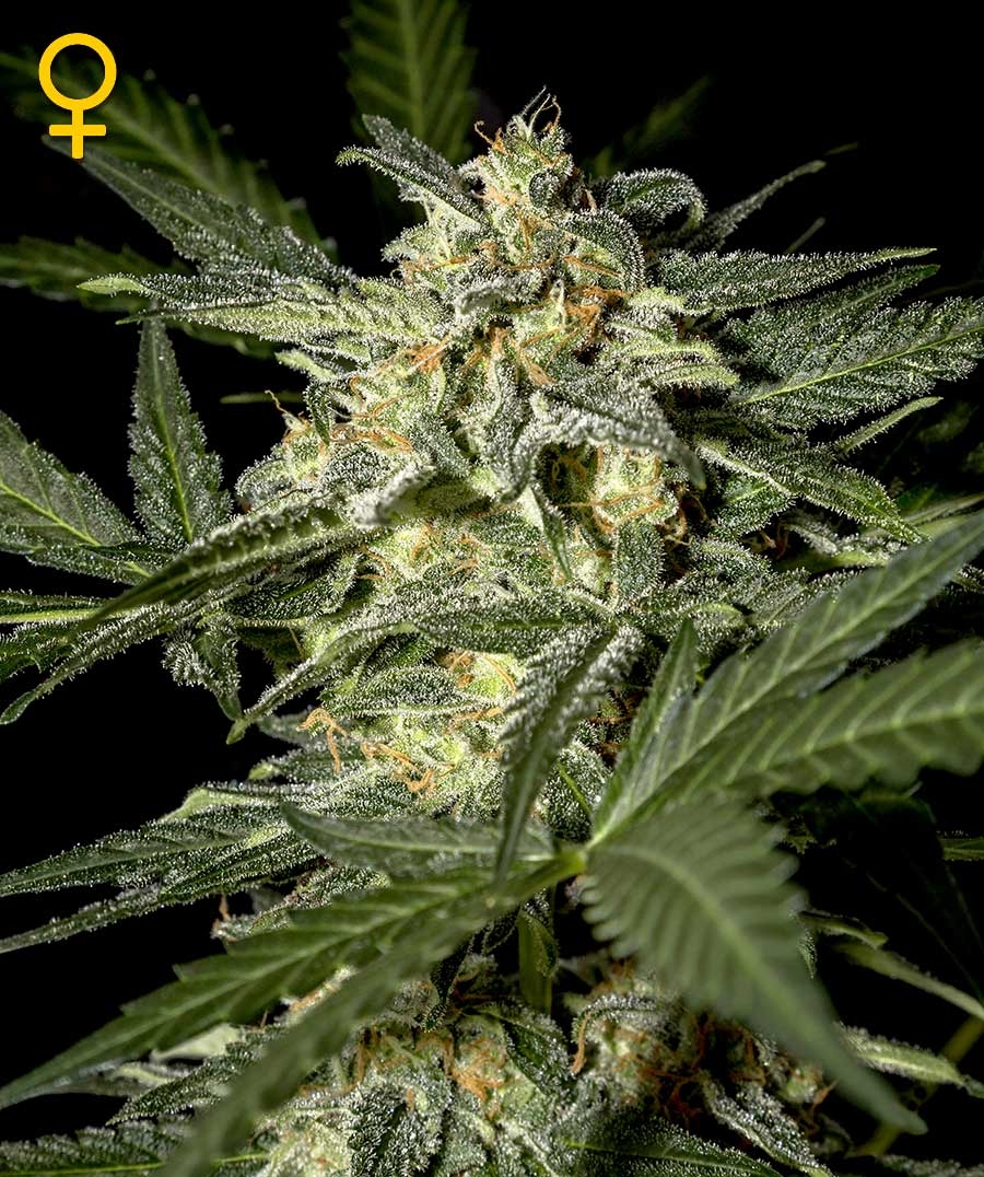 White Widow Automatic Cannabis Seeds