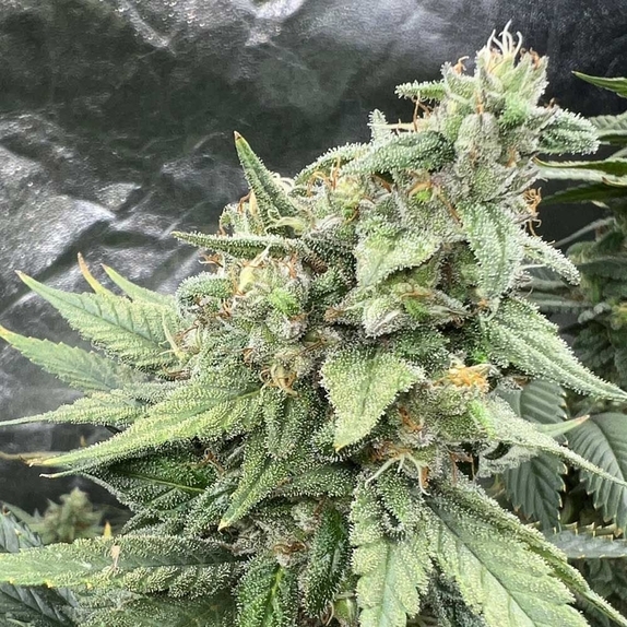 Pink LemonAid S1 Feminized Cannabis Seeds