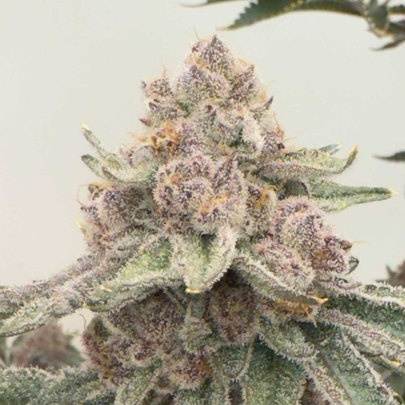 JellyCat Feminized Cannabis Seeds
