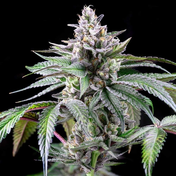 Sunsetz Feminized Cannabis Seeds