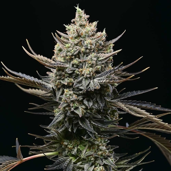 Corn Syrup Feminized Cannabis Seeds