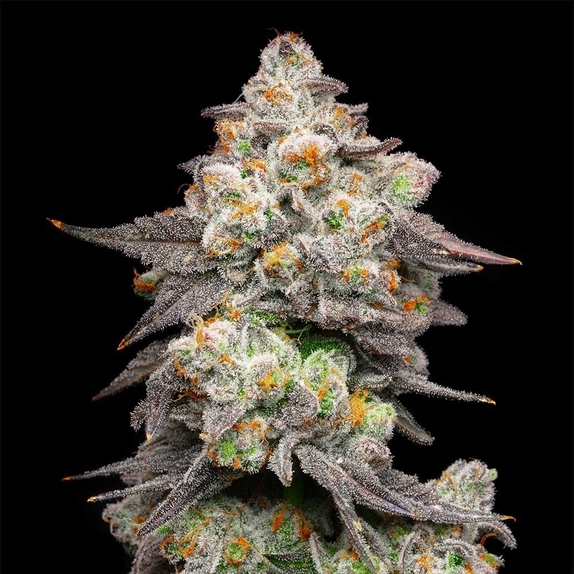 Acai Grapes Cannabis Seeds