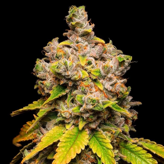 Lemon Cherry Sherb Cannabis Seeds