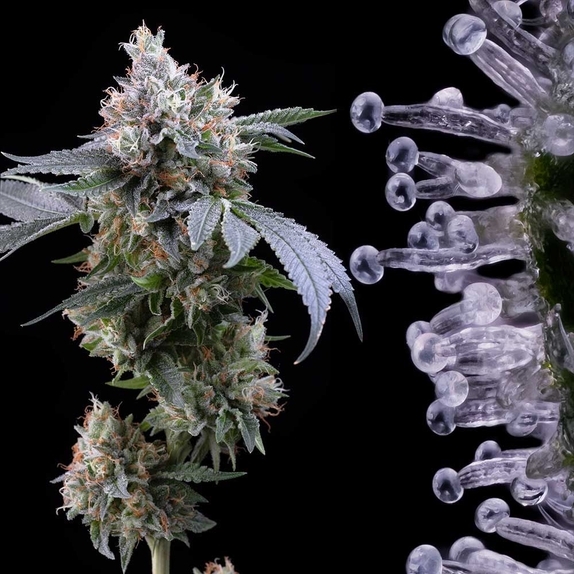 Dirty Diana Cannabis Seeds