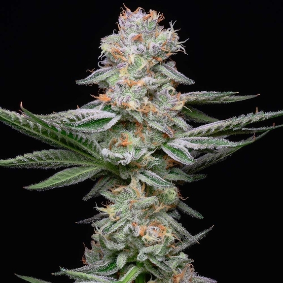 Grapefruitz Feminized Cannabis Seeds