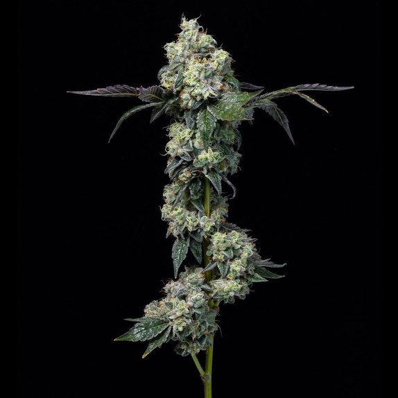 Elephant Trunk Cannabis Seeds