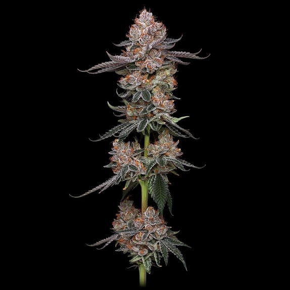 Toronjaz Feminized Cannabis Seeds