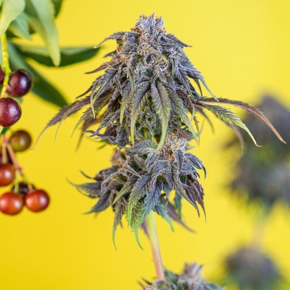 CEREZAZ Feminized Cannabis Seeds