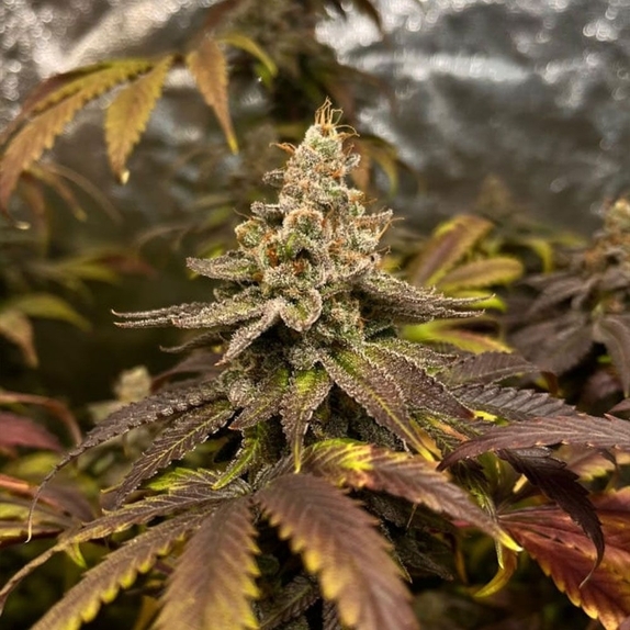 GRAPPLEZ Feminized Cannabis Seeds