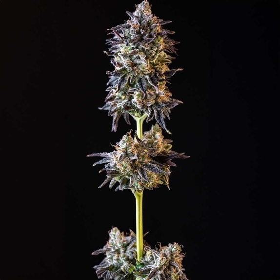 MERENGÓN Feminized Cannabis Seeds