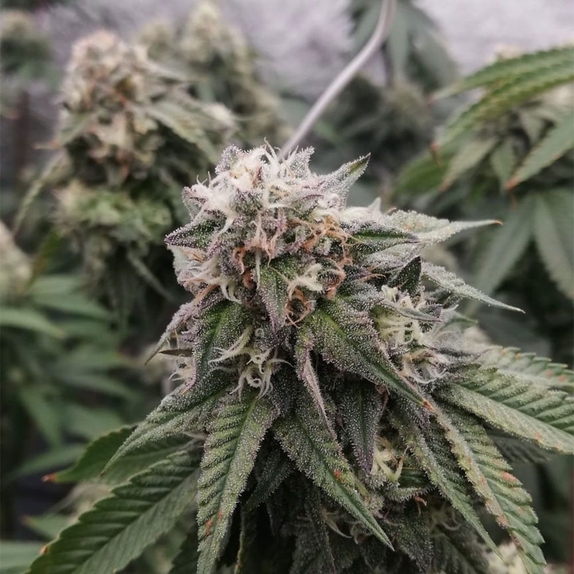 Ocean Spray Feminized Cannabis Seeds