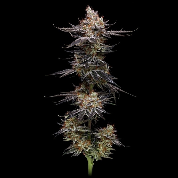 Uvaz Feminized Cannabis Seeds