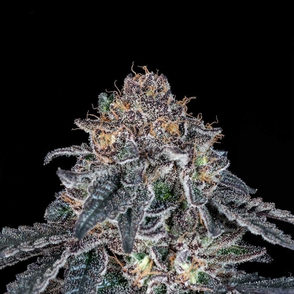 Grape Venom Feminized Cannabis Seeds