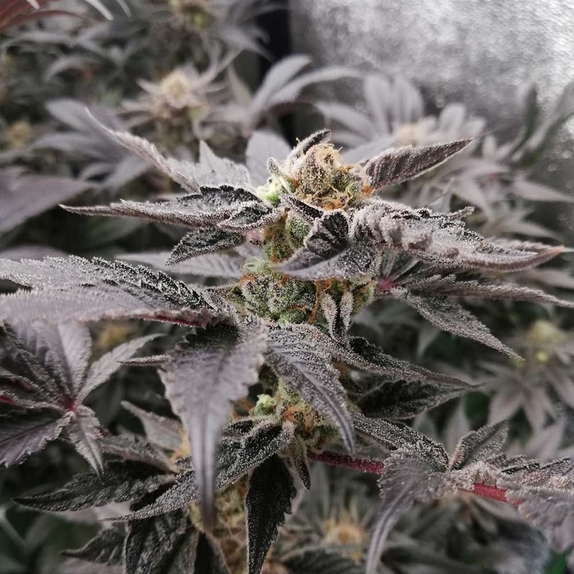 BloodSport Feminized Cannabis Seeds