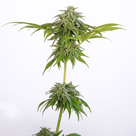 CHAMPAÑA Feminized Cannabis Seeds