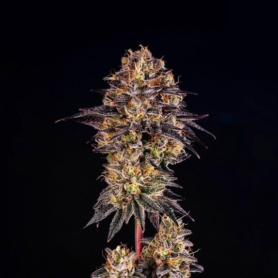 Happy Lora Feminized Cannabis Seeds