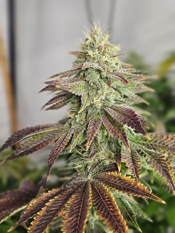 Gelato (feminised) Cannabis Seeds