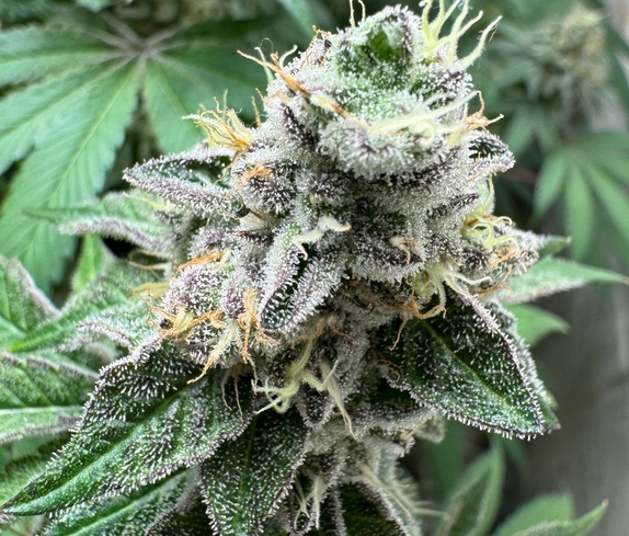 RS-11 (auto) Cannabis Seeds