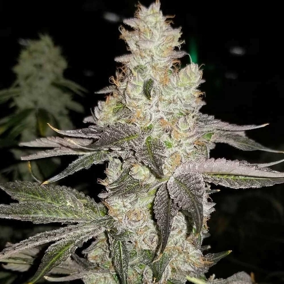 Finessin Feminized Cannabis Seeds