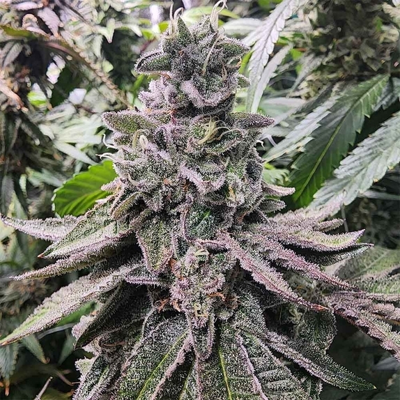 Lucky Cat Feminized Cannabis Seeds