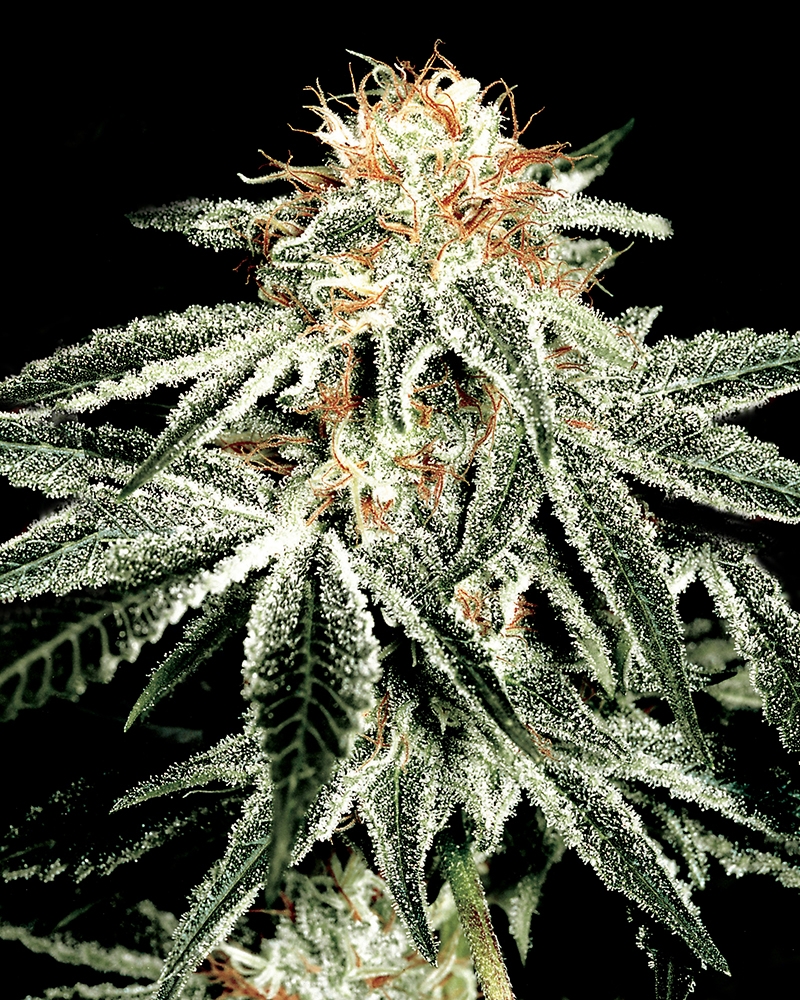 White Widow Cannabis Seeds