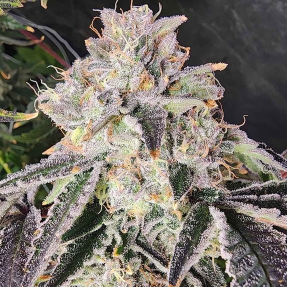 Snow Globe Feminized Cannabis Seeds