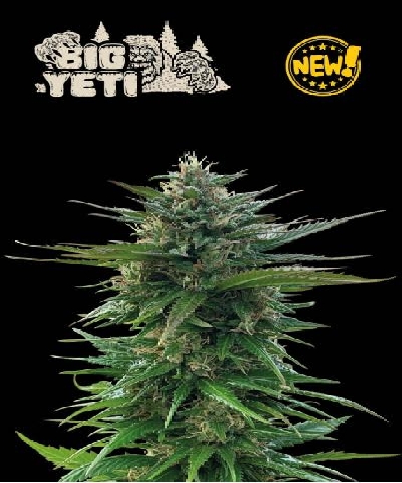 Big Yeti Cannabis Seeds