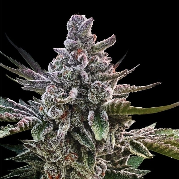 Acai Jelly by Sherbinskis Cannabis Seeds