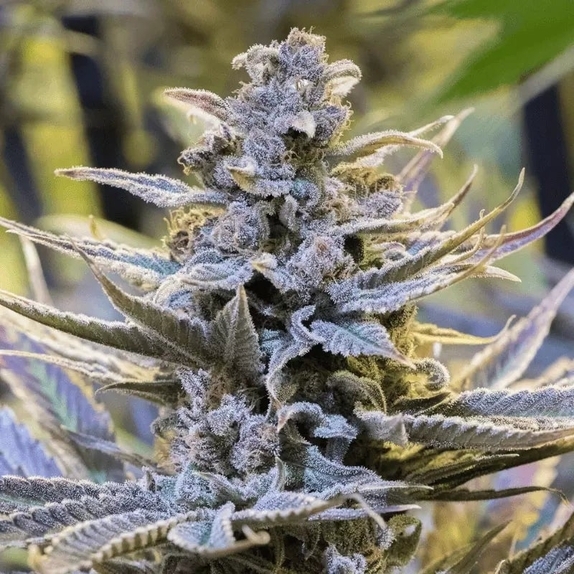 Cookielato Cannabis Seeds