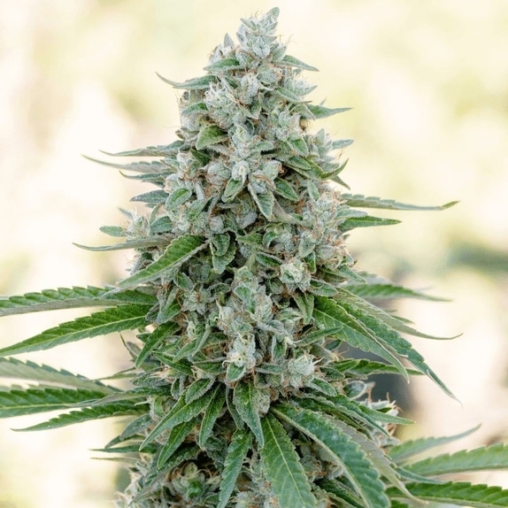 Critical Mango Cannabis Seeds