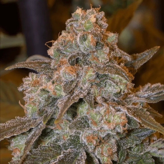 Gorilla Frost Cannabis Seeds