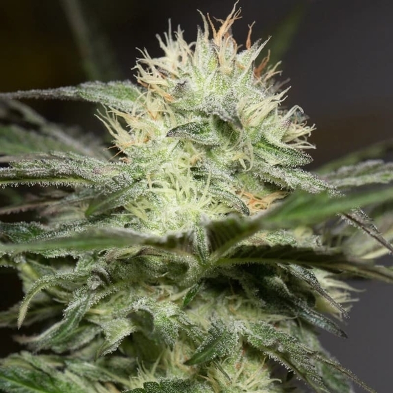 Lemon Sorbet Cannabis Seeds