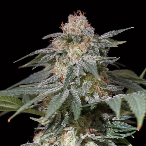Lemon Tree FAST by Lemon Tree Cannabis Seeds
