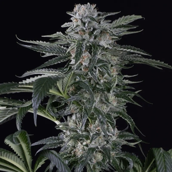 Moby Dick Auto Cannabis Seeds