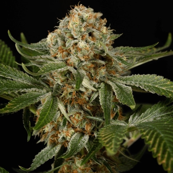 OG Kush Cannabis Seeds