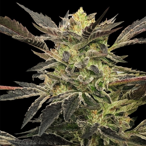 Pink Sunset Auto by Sherbinskis Cannabis Seeds