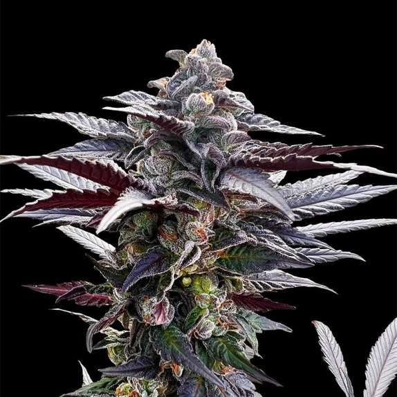 Pink Sunset by Sherbinskis Cannabis Seeds
