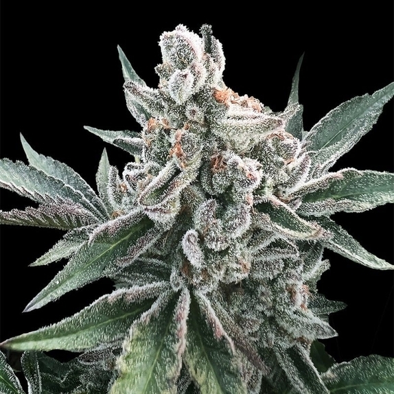 Polar Gelato Auto Cannabis Seeds