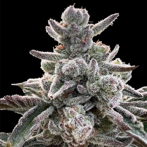 Polar Gelato by Sherbinskis Cannabis Seeds