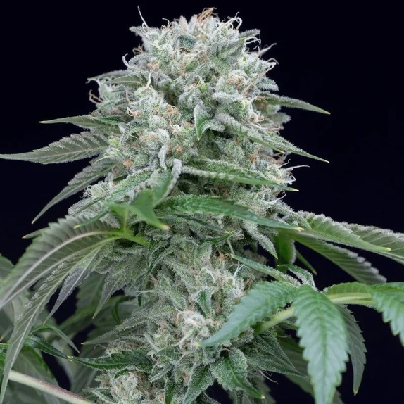 Starfire OG Cannabis Seeds