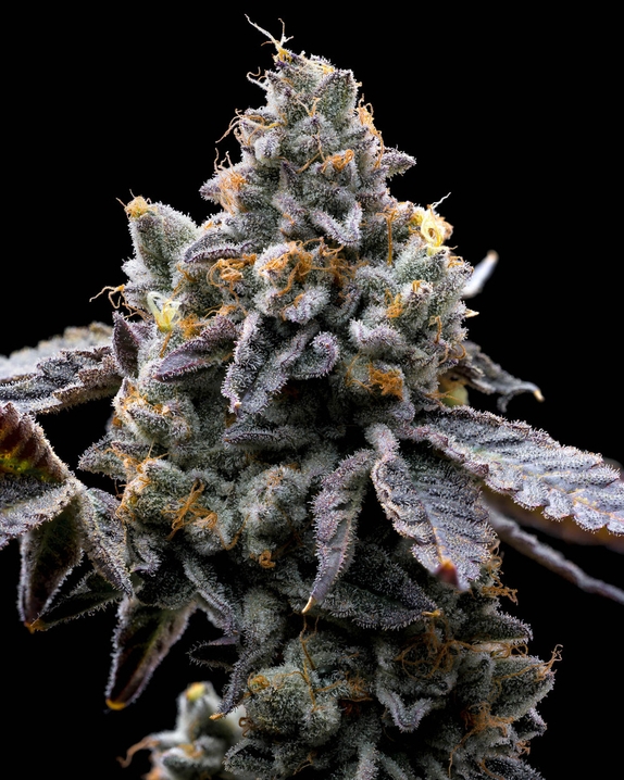 GMO Cookies Cannabis Seeds
