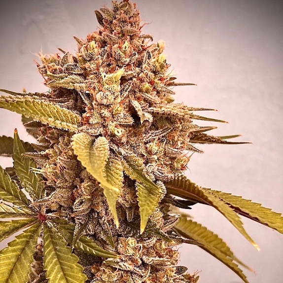 Exodus Fumes Cannabis Seeds