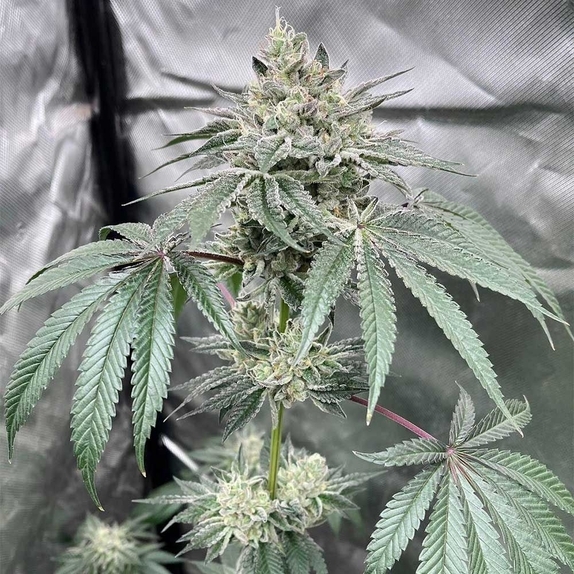 Gas Dropz Cannabis Seeds