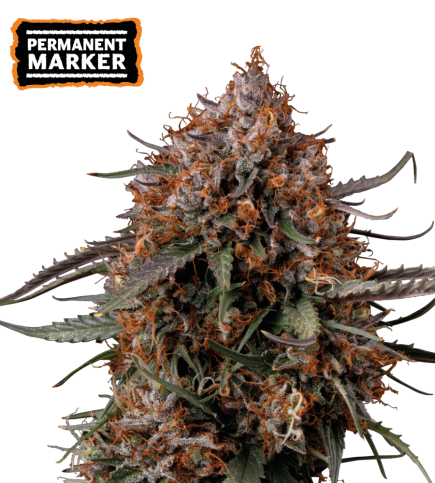 Permanent Marker Cannabis Seeds