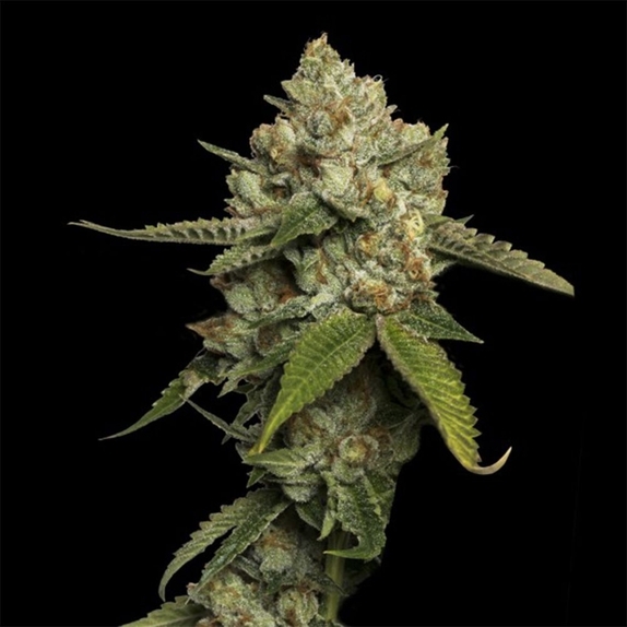 Kosher Prophet Cannabis Seeds