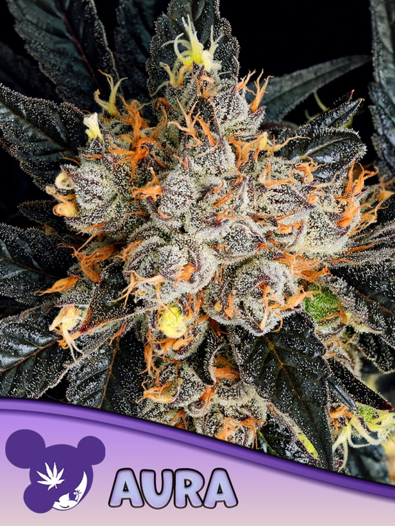 Aura Cannabis Seeds