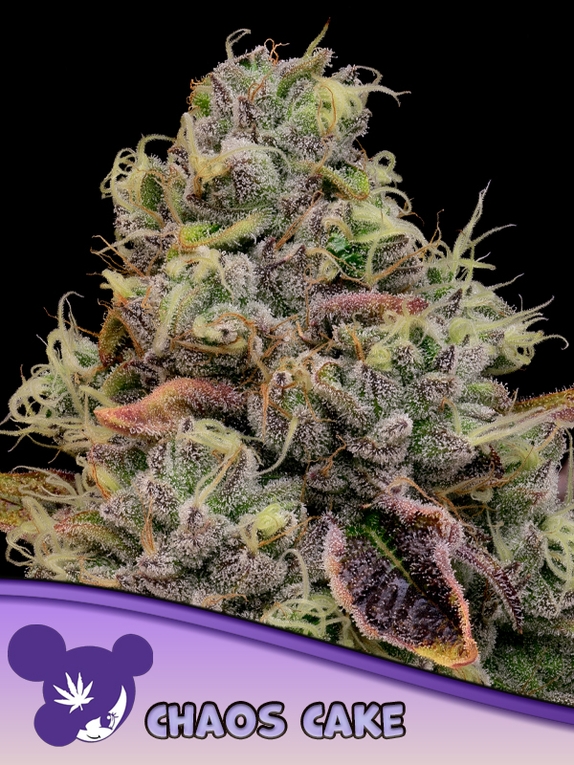 Chaos Cake Cannabis Seeds